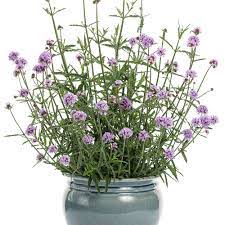 Peaceful gardening planting meteor shower verbena and moonbeam coreopsis. Meteor Shower Verbena Bonariensis Proven Winners