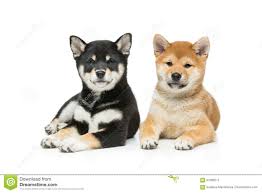 The data on the price of shiba inu (shib) and other related information presented on this website is obtained automatically. Schone Shiba Inu Welpen Lokalisiert Auf Weiss Stockbild Bild Von Saugetier Ergeben 91096211