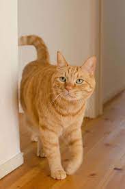 Cats Meow Meaning Maincoon Kids Kitty Pet Grooming Salon Ideas Orange Tabby Cats Orange Cats Cute Cats