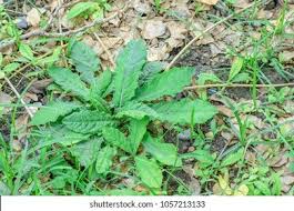 Image result for Elephantopus scaber