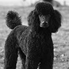 Black And White Standard Poodle Teddy Bear Cut Pin On Standard Poodle