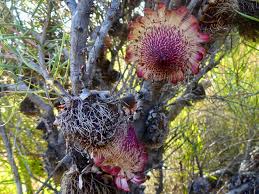 Image result for Disperis sp. nov. aff. bifida