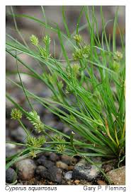 Image result for Cyperus squarrosus