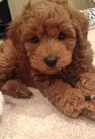 Pin By Me On Favorites Goldendoodle Labradoodle Goldendoodle Cute Dogs
