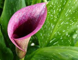 We did not find results for: Calla Lily Water Requirements How And When To Water Calla Lilies