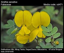 Image result for Smithia