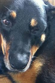 Keep in mind that only 33% of spiders actually release their venom i have a dog that was biten by fire ants and i want to know what this looks like so i know what i should do for him. Dawg Business It S Your Dog S Health Symptoms To Watch For In Your Dog Facial Swelling