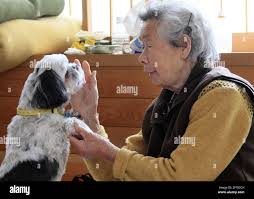 In this Wednesday, March 23, 2011 photo, Tami Akanuma, 83, holds her  Shih-tzu dog Babu at an evacuation center in Miyako, northern Japan. When  a massive earthquake struck on March 11, 2011,