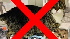 I've already done a lot of research, but would like to understand scheduling a bit i feed both wet and dry. Petition Ban R Chonkers From Reddit Change Org