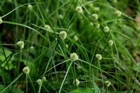 Image result for Cyperus dubius