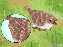 How To Care For An Injured Wild Bird That Cannot Fly