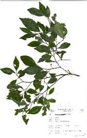 Image result for Rinorea brachypetala