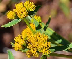 Image result for Flaveria bidentis