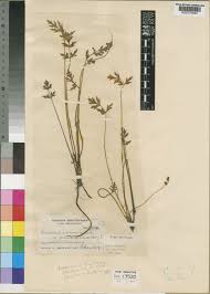 Image result for Ranunculus multifidus