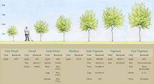 Clearly, dwarf fruit trees are the ideal for smaller outdoor spaces. Rootstock