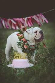 Bulldog rescue organizations by state: Dog Pawty Lovely Cake Smash For English Bulldogs Daily Dog Tag