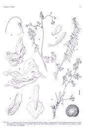 Image result for Corydalis mildbraedii