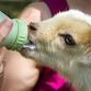 wine and goat cheese pairing with bottle feeding event image