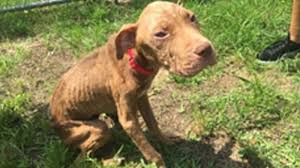 Meaning, pronunciation, synonyms, antonyms, origin, difficulty, usage index and more. Animal Control Workers Come To Rescue Of Emaciated Dog In New Jersey 6abc Philadelphia