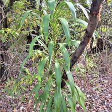 Image result for Cordyline stricta