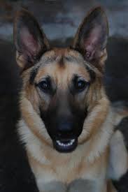 Black And Silver German Shepherd Puppies For Sale In Nc Adopt Cody On Petfinder German Shepherd Dogs Shepherd Dog German Shepherd