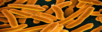 The most common type of e. Bacteria In Water E Coli Bacteria