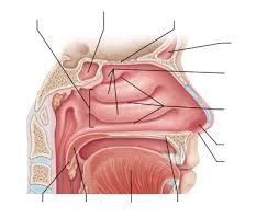 What is nasal cavity definition, what is the function of nasal cavity, role of mucus in nasal cavity, anatomy, structure, nasal cavity bones, labeled diagram. Chp22 Nasal Cavity Label Diagram Quizlet