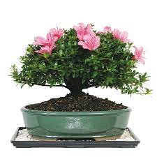 We did not find results for: Reviews For Brussel S Bonsai Satsuki Azalea Bonsai Dt 6016az The Home Depot