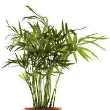 Solitamente le piante da appartamento vengono considerate esclusivamente decorative per l'ambiente della propria casa. Piante Che Richiedono Poca Luce Quali Sono Le Migliori