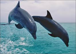 10 Smartest Animals In The World Weird Animals Dolphins Animal Animals