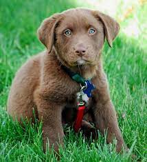 State highway 16, columbus, wi, usa. Australian Shepard Lab Mix So Beautiful Labrador Labrador Mix Lab Mix Puppies