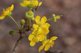 Image result for Ochna schweinfurthiana