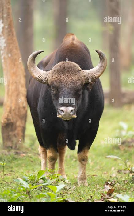 Indian bison in jungle hi-res stock photography and images - Alamy