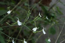 Image result for Rhinacanthus zambesiacus