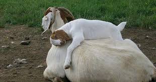 Boer Kid And Its Mum Goatvet Cute Goats Baby Animals Cute Animals