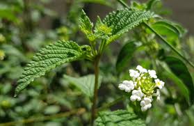 Image result for Lantana ukambensis