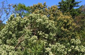 Image result for Agrocharis