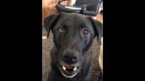 Maybe you would like to learn more about one of these? Dog Daisy Sings Happy Birthday Youtube