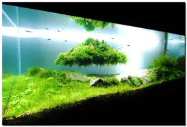 Tanaman aquascape merupakan jenis tanaman air yang biasa digunakan sebagai penghias akuarium. 10 Jenis Tanaman Aquascape Untuk Pemula Tanpa Co Mudah Dirawat