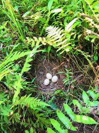 Musim bertelur ayam hutan hijau sangat beragam, namun biasanya telur banyak ditemukan pada bulan juni sampai nopember (delacour, 1977). Telur Ayam Hutan