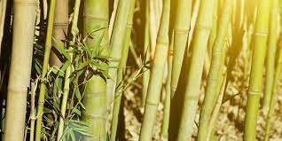 Kamu juga bisa memanfaatkan bambu ini untuk membuat aneka kerajinan tangan yang menarik dengan mudah. 6 Jenis Bambu Yang Cocok Dijadikan Dekorasi Rumah Unik Dan Kreatif Merdeka Com