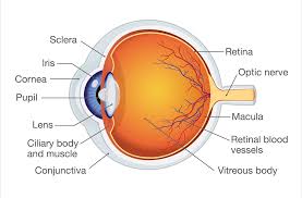Your ophthalmologist removes the vitreous pulling on the retina. What Is Cryopexy Texas Retina Associates