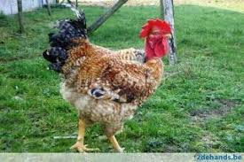 Birds That Look Like Turkeys Pin On Birds Of A Feather