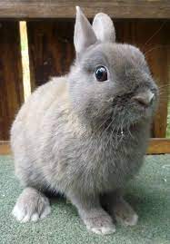 Netherland Dwarf Netherland Dwarf Animals Pets