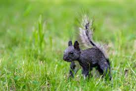 Askew said black squirrels in battle creek today are not as problematic as the red squirrel population they were originally sent to push as for why black squirrels seem the thrive in urban environments, bump said it boils down to them being adaptable. Scientists Figure Out Why There Are Black Squirrels All Over The United States Live Science