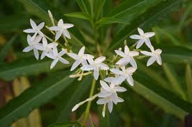 Image result for Alstonia venenata