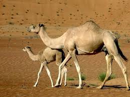 A wobbly baby camel named nara makes an attempt to walk at zoo zurich. Dun Giljan S Blog Camel And Baby