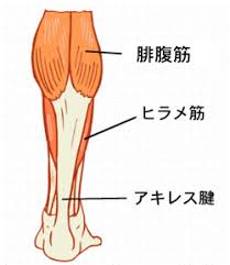 「ふくらはぎ アキレス腱 イラスト」の画像検索結果
