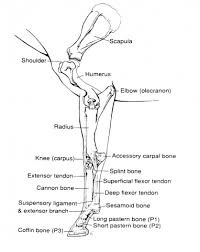 Horse Limb Anatomy Anatomy Drawing Diagram