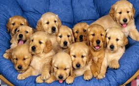 We have ict clear pups. Golden Retriever For Sale In Richmond 13 Petzlover